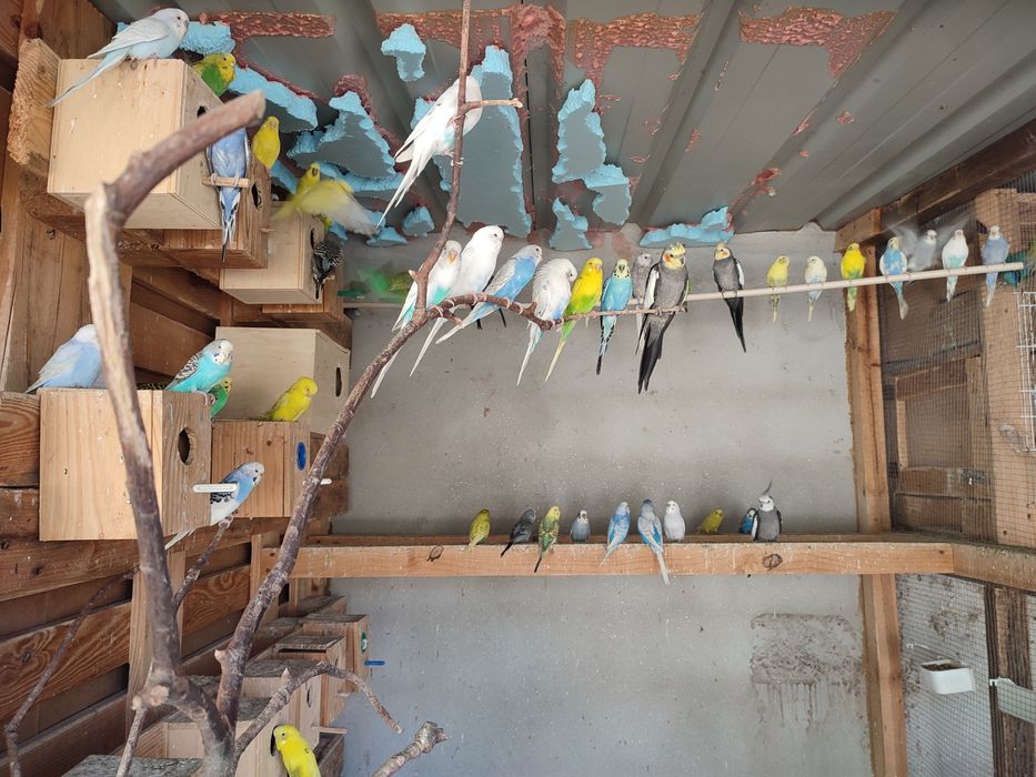 Periquitos Australianos