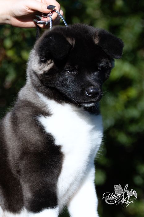 Американська акіта/ американская акита/ american akita