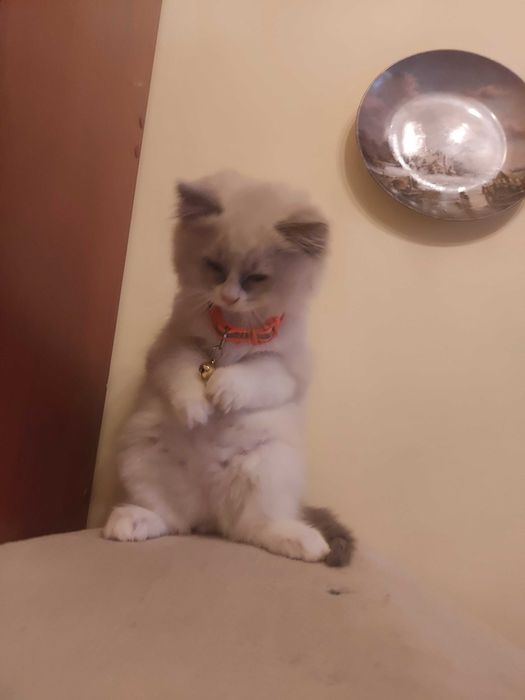 Gdańsk RAGDOLL-Kotki do rezerwacji