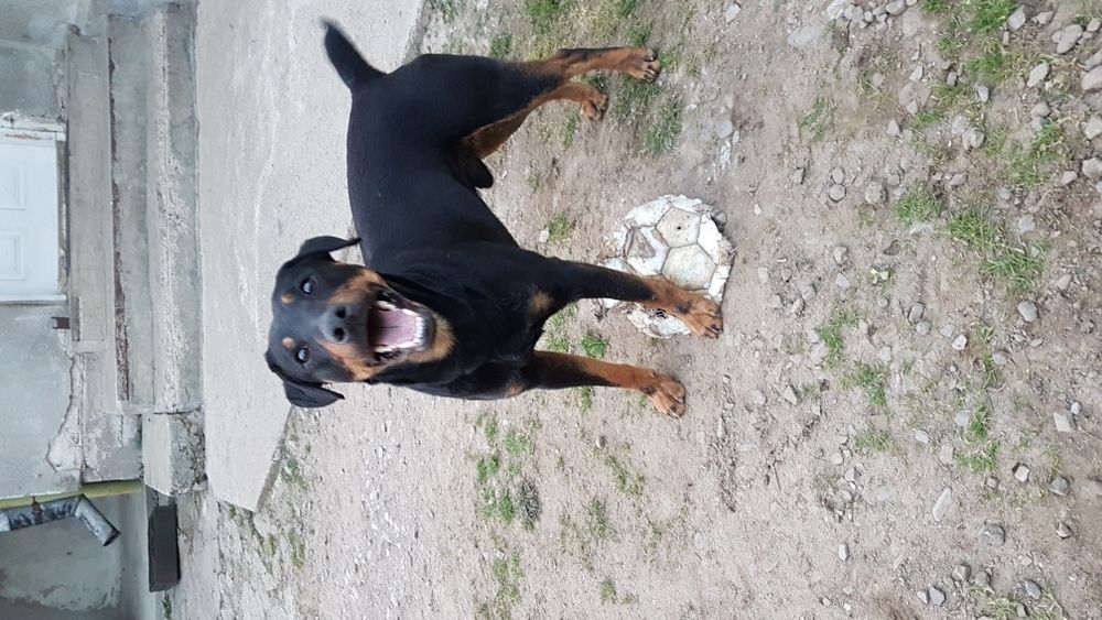 Ягдтер'єр (ягдтерєр) в'язка...