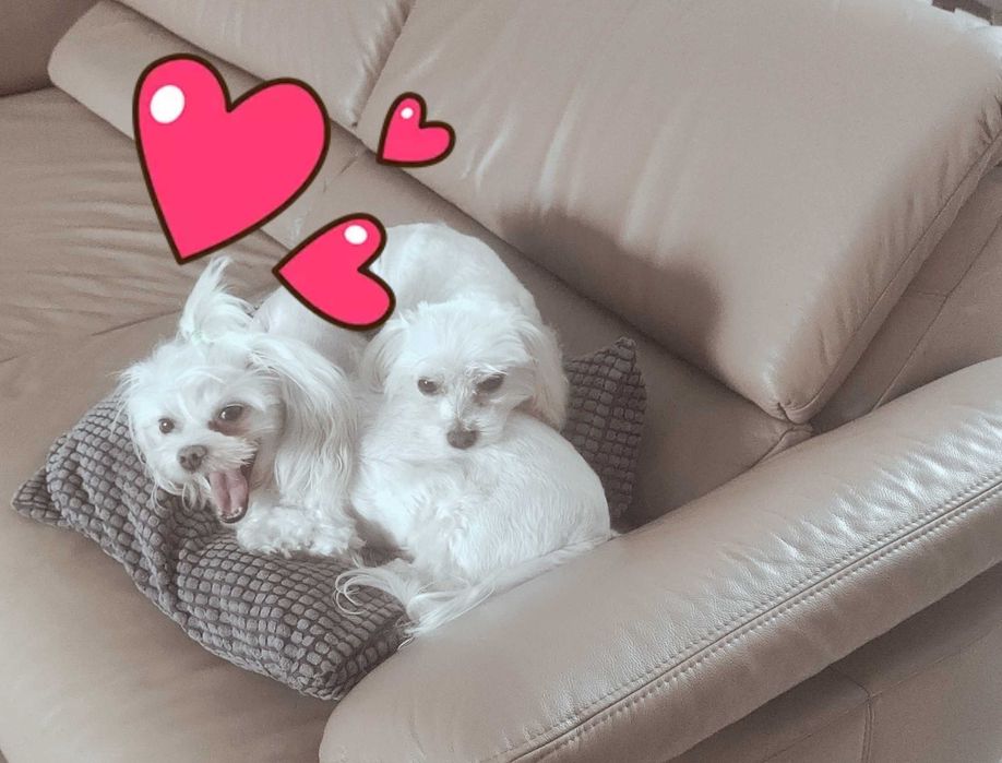 maltańczyk miniaturowy słodziak Warszawa maltańczyki