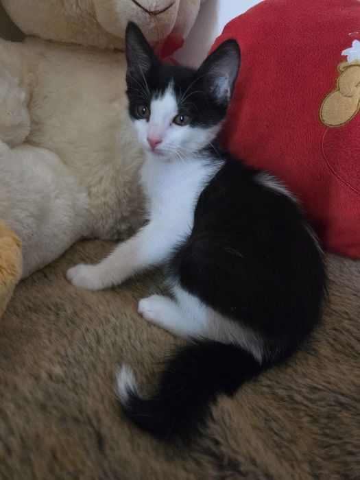 Gatinhos bebes para adopção responsável