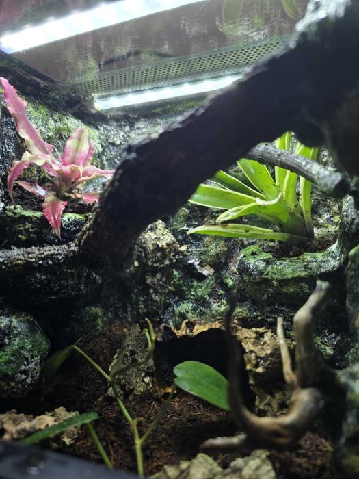 Terrarium tropikalne 25x25x25 dla ptasznika