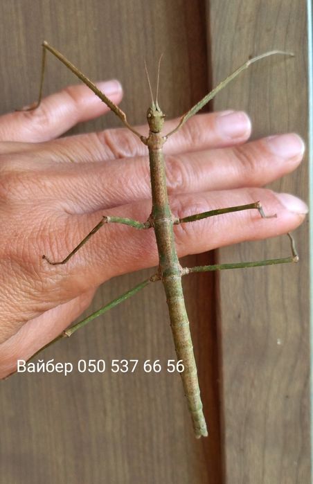 Малюки аннамських паличників