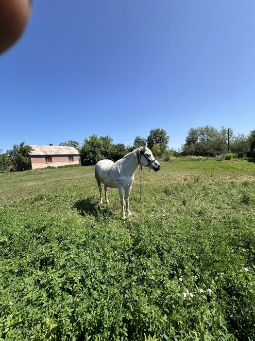 продам робочу кобилу