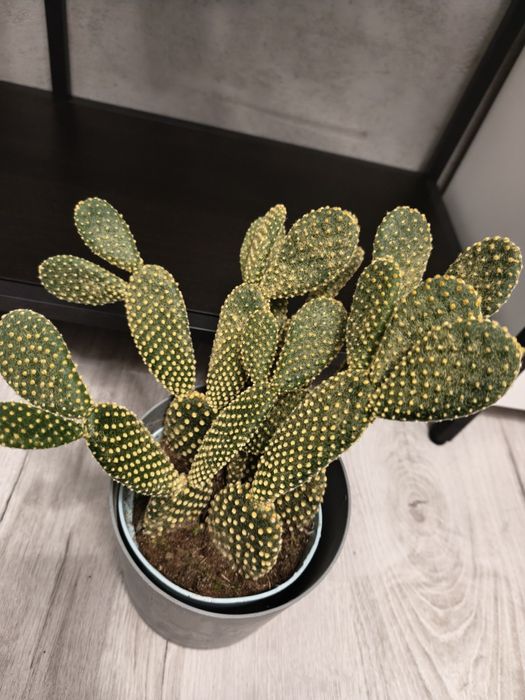 opuncja pallida microdasys yellow