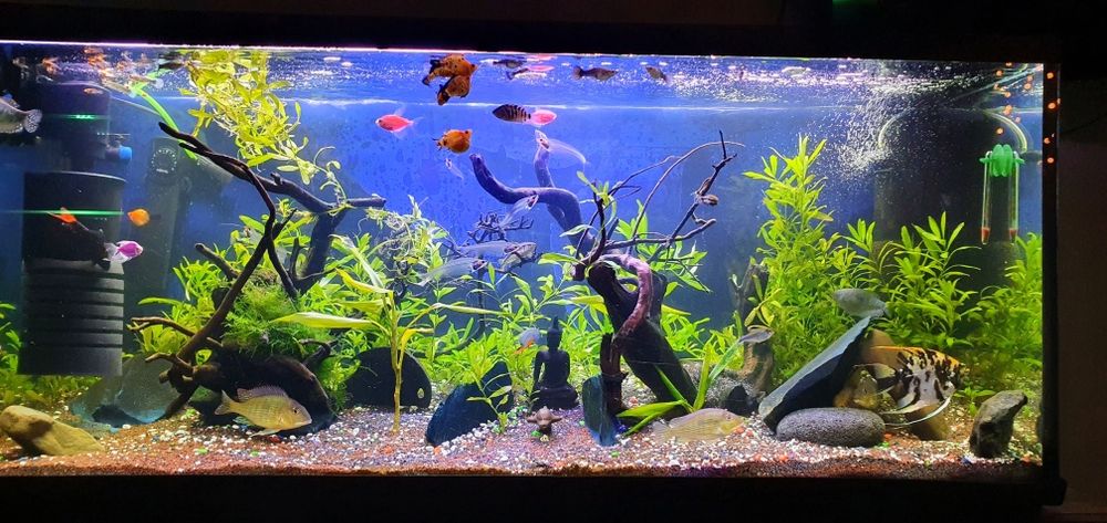 Akwarium 240 l z wyposażeniem