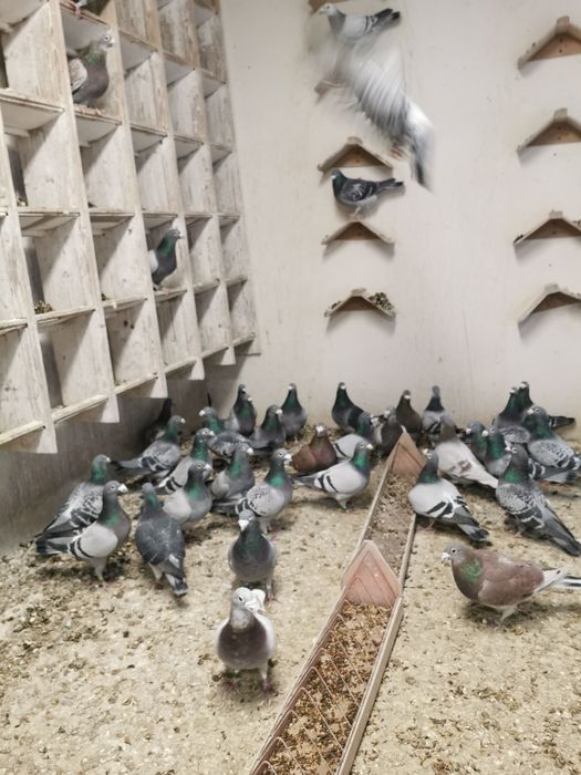 Gołębie pocztowe Janssen Arendonk