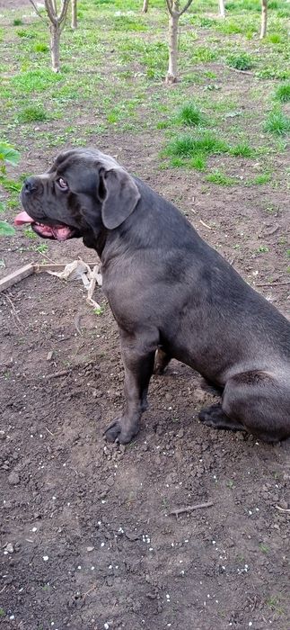 В'язка Кане Корсо кобель сірого забарвлення