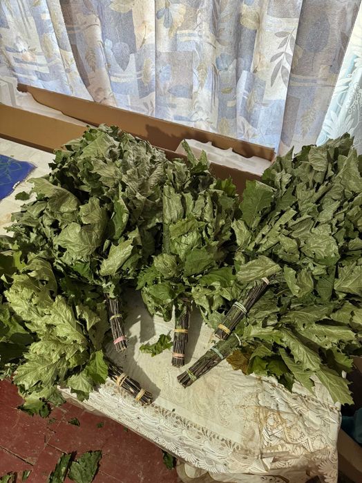 Віник банний дубовий, Веник банный дубовый ОПТОМ !!! Цена договорная