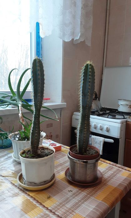 Цветок кактус высокий