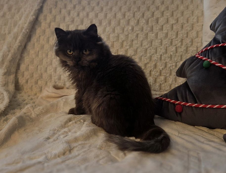 Rezerwacja Rea - kotka brytyjska dlugowlosa