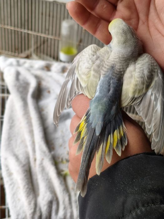 Casal de piriquitos arco-íris (irmãos )