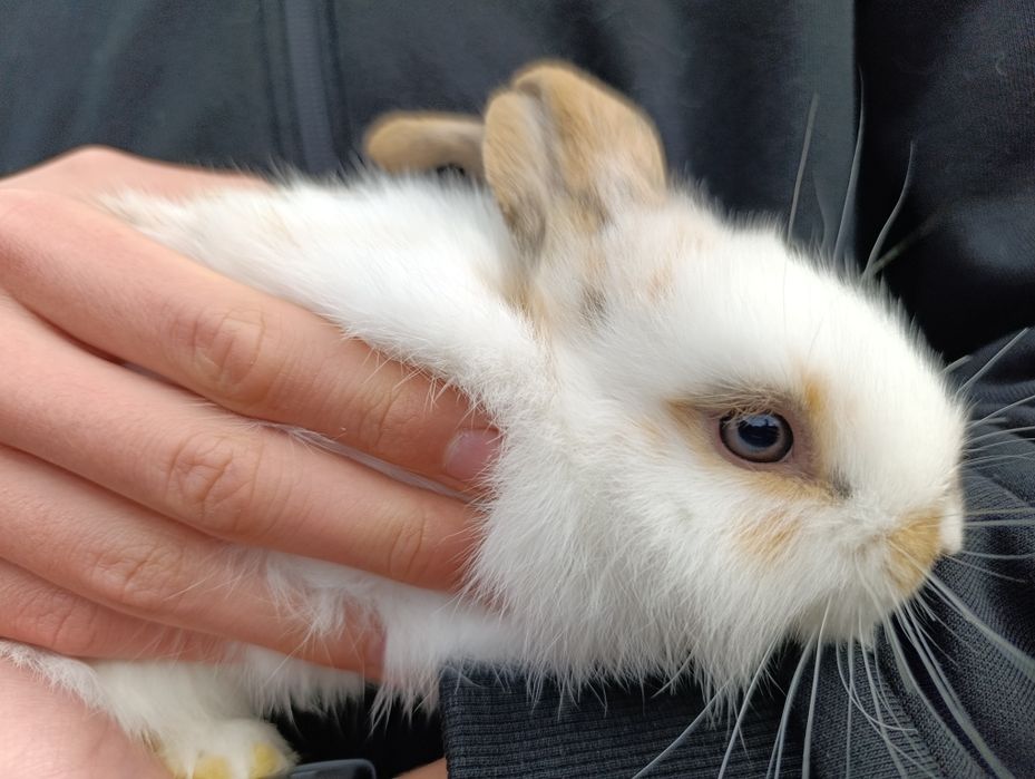 Króliczki miniaturki baranki