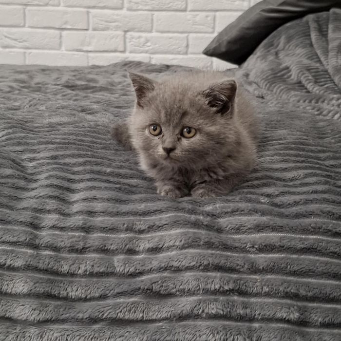 Rezerwacja na kotki Brytyjskie niebieskie