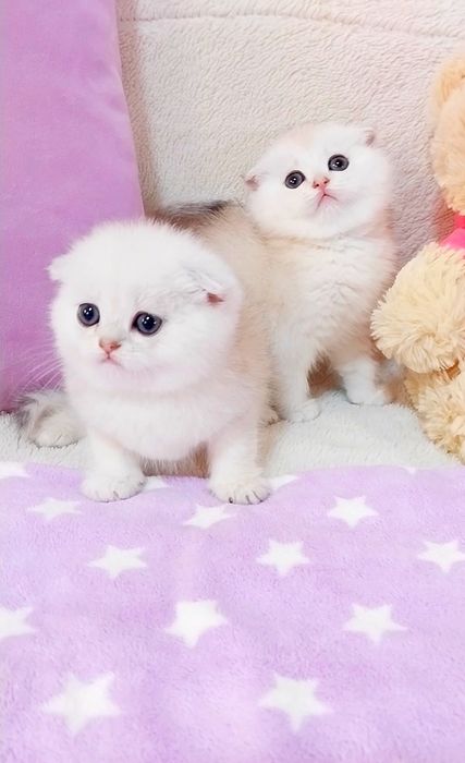 Чудо хлоп'ята Висловухі кошенята