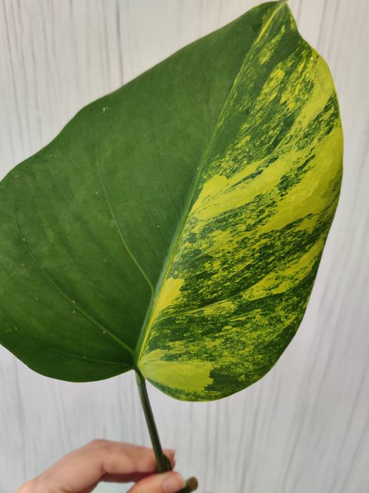 Corte fresco de monstera aurea