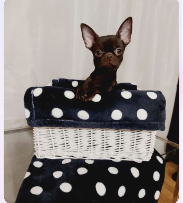 Sliczny chlopczyk Chihuahua