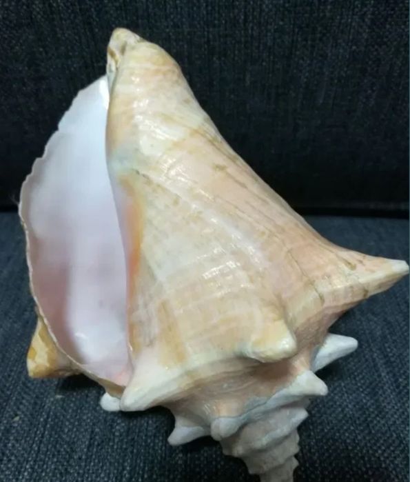 Морская ракушка.