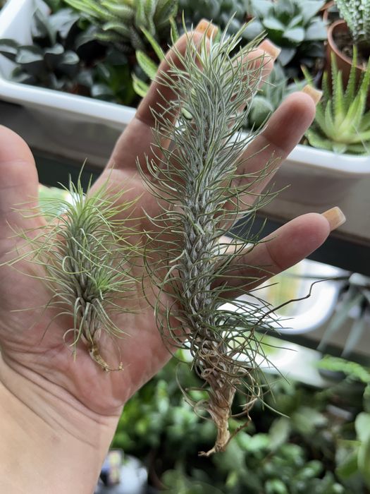 Tillandsia тилландсия intermedia іонанта  медуза курлі слім адреана