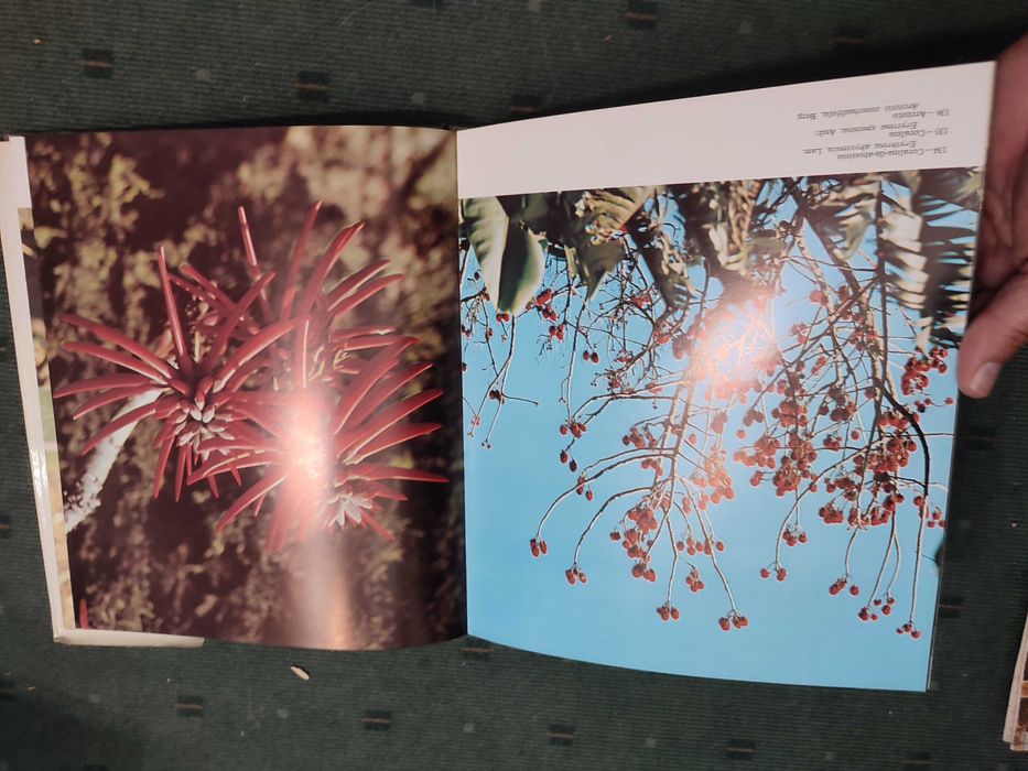 A Ilha da Madeira - Carlos Vitorino da Silva Barros