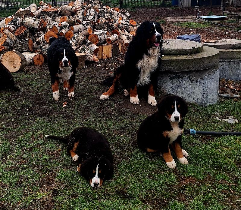 Продам дівчинку  Бернського Зененхунда