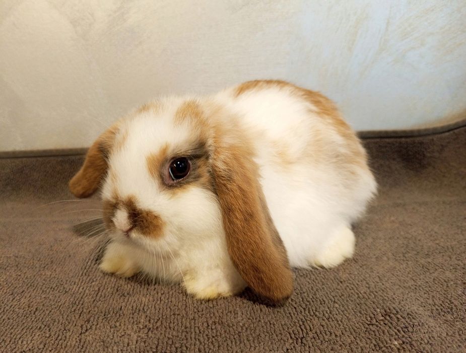 Królik mini lop,baranek miniaturka