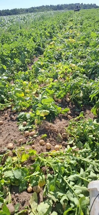 Młode ziemniaki Marabel     vineta  1,66 zł kilogram