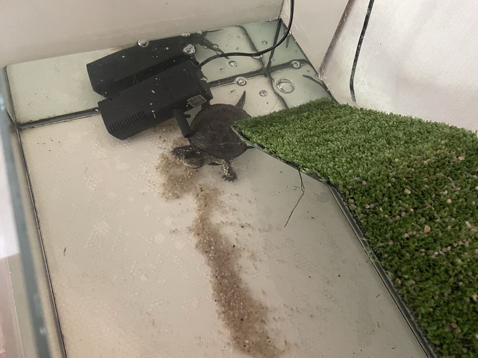 Акваріум тераріум для черепахи