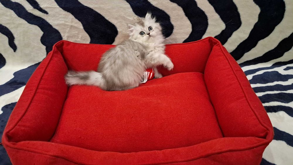 Шотландская пушистая девочка модного окраса серебристая шиншилла.