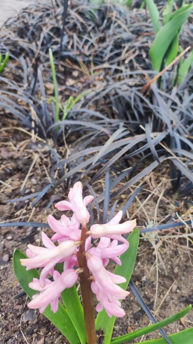 Konwalnik czarna trawa