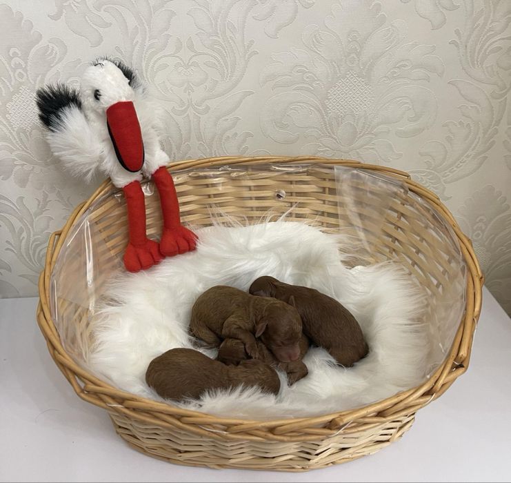 Вязка тикап пудель