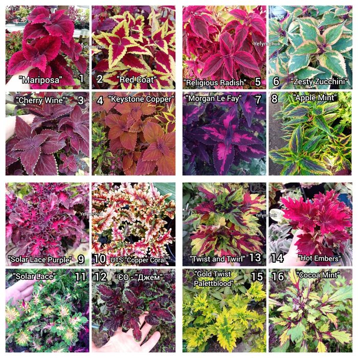 Колеуси зріз та вкорінені частина 1