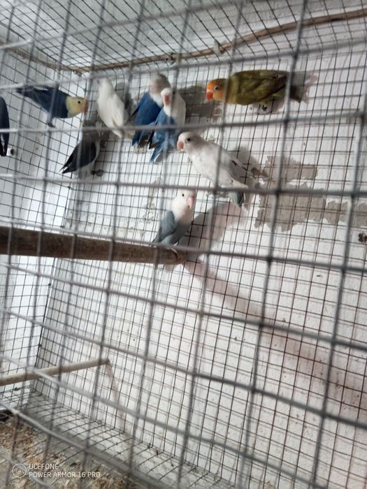 Vendo agapórnis fisher