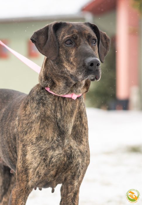 Dora piękna sunia do adopcji