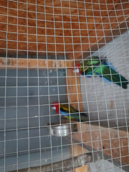 Sprzedam ptaki widoczne na foto