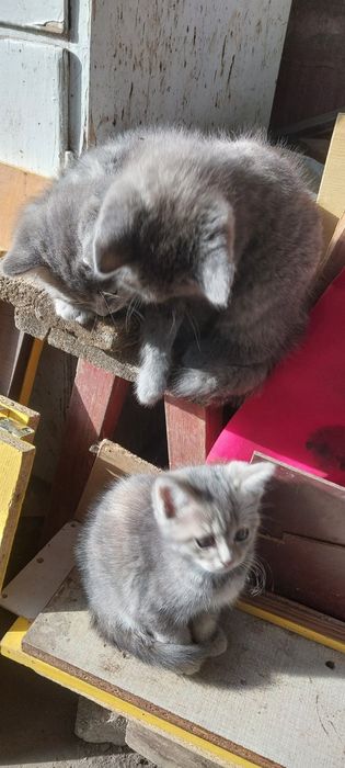 Бесплатно котята 1.5месяца