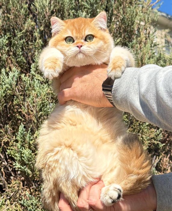 Британська котик золота шиншила bri by 12 , 4місяці