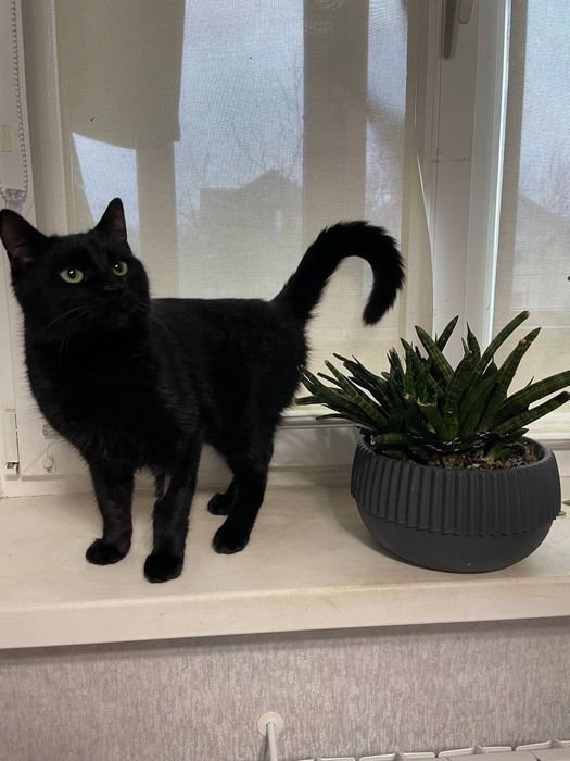 Котик Міша шукає родину