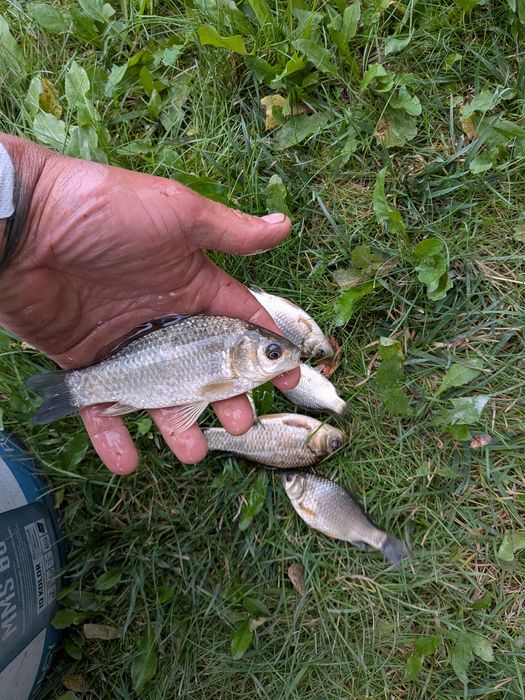 Karasie, żywce, żywiec