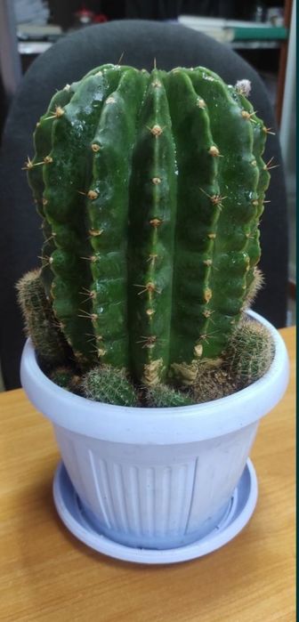 Кактус красивый цветущий цветок ,цветы как на фото