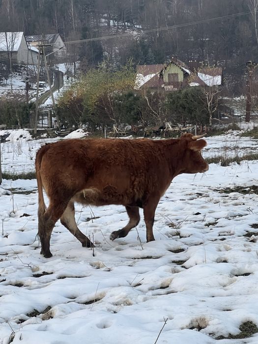 Krowy Limousine LM 100%