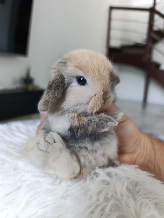 Mini lop karzełek Teddy hodowla