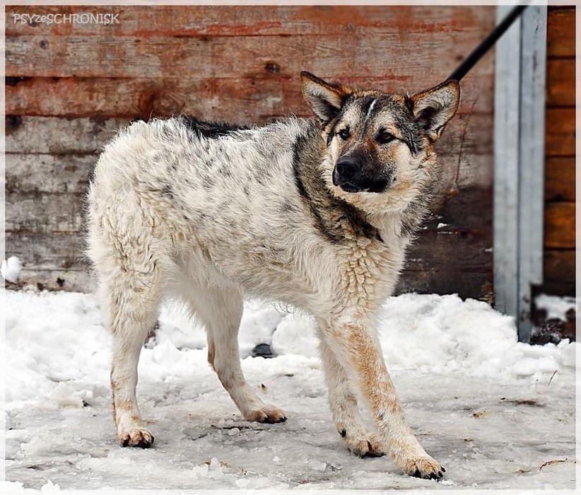 HARRY niedźwiadek, mlody, przyjazny czeka na swojego czlowieka