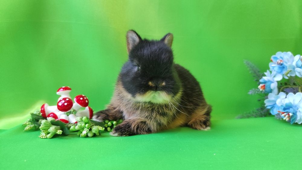 Кролики карликові.Нідерландський., найменша порода.