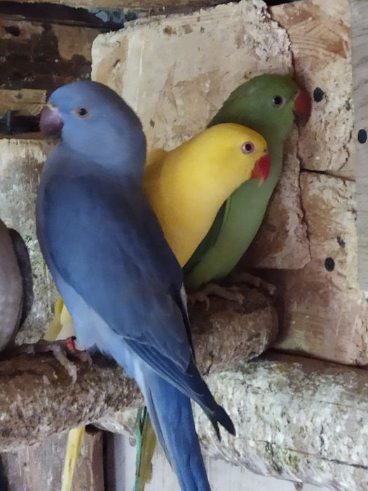 Sprzedam aleksandrette