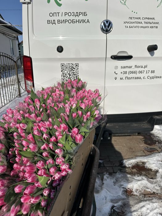 Тюльпан  тюльпани опт до 8 Березня