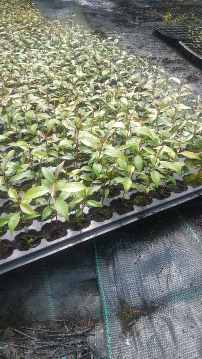 Mudas de eugenias para sebes ultimas unidades cerca 10 cm
