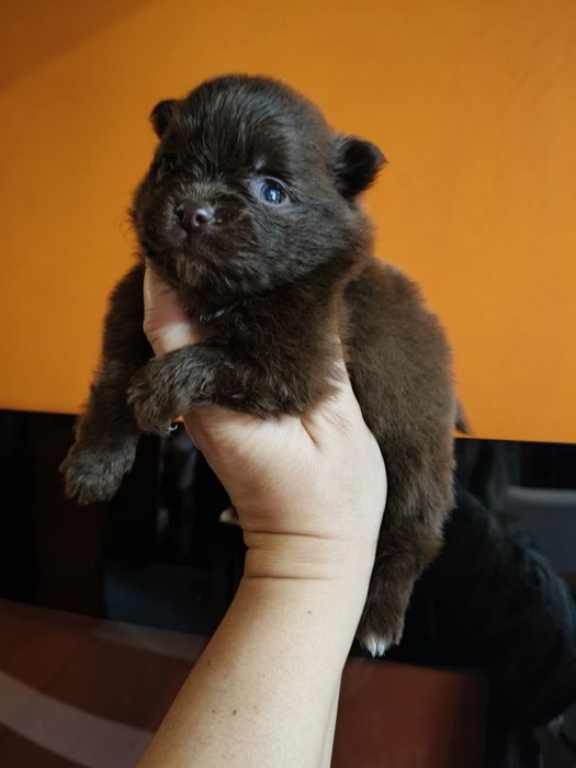 Lulu da Pomerânia