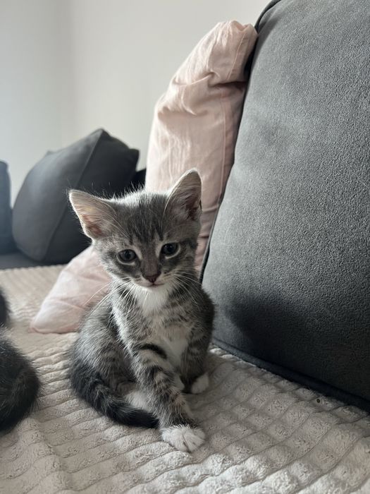 Кошенята 2 місяці
